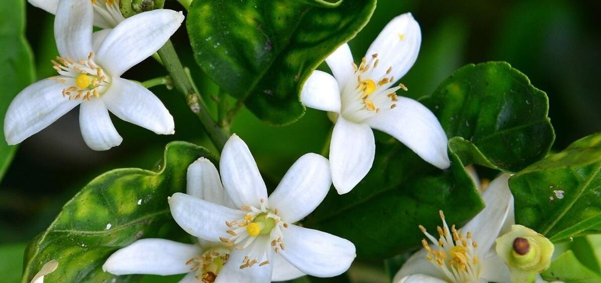 Neroli ayuda a eliminar las arañas vasculares